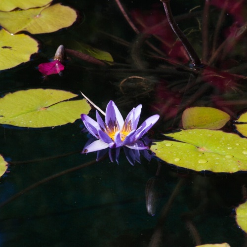 Rośliny do oczek wodnych – które gatunki nie sprawdzą się w polskim klimacie?